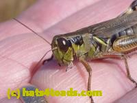 /home//u458753944/public_html/sourcegallery////Insects and small critters/grasshoppers and crickets (Orthoptera)/P1050986.JPG